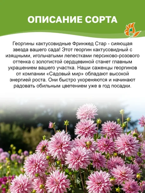 Георгин Фринжед Стар (кактусовидный)
