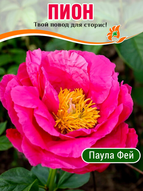 Пион Паула Фей (травянистый) 