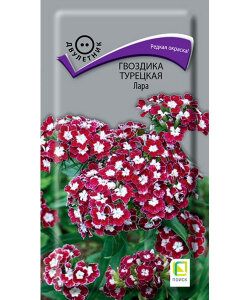 Гвоздика турецкая Лара