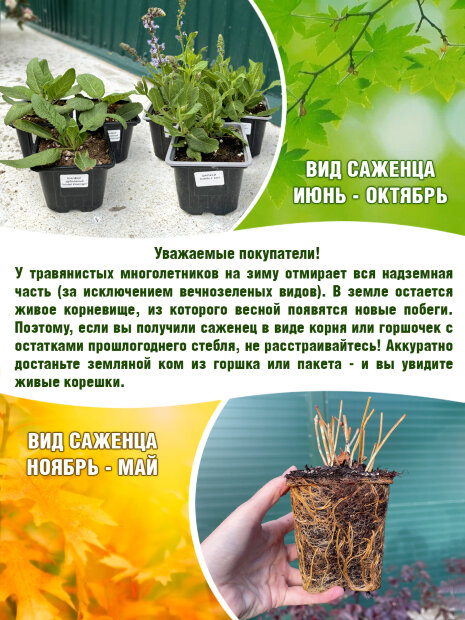 Гвоздика Энжел оф Пьюрити, перистая