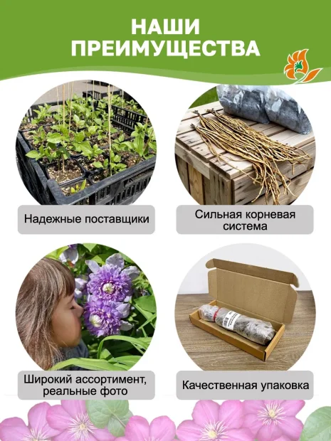 Клематис Бьюти оф Ворчестер (крупноцветковый) саженцы 