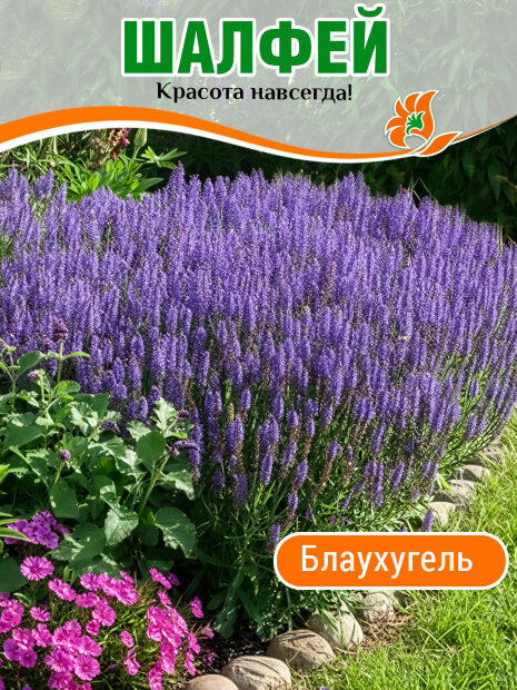 Сальвия (Шалфей) Блаухугель (дубравный)