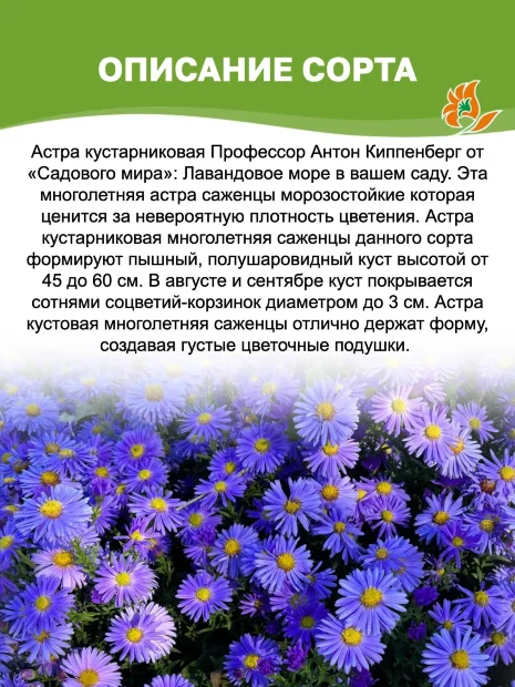 Астра Профессор Антон Киппенберг
