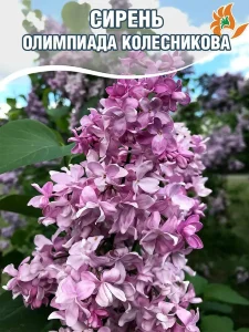 Сирень Олимпиада Колесникова (обыкновенная)