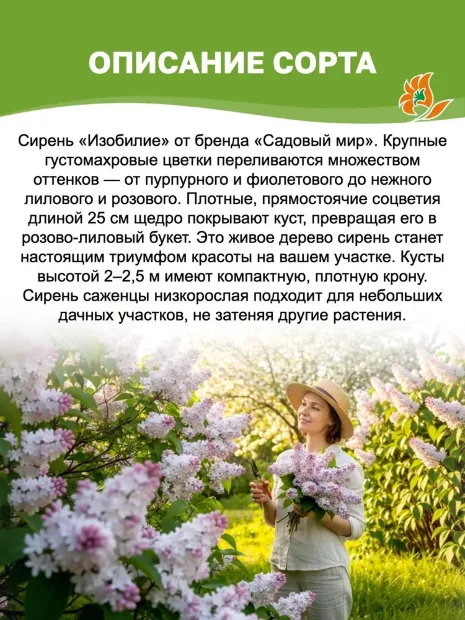 Сирень Изобилие (обыкновенная) саженцы 