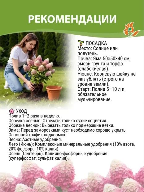 Гортензия Мэджикал Свит Саммэ (метельчатая) саженцы 