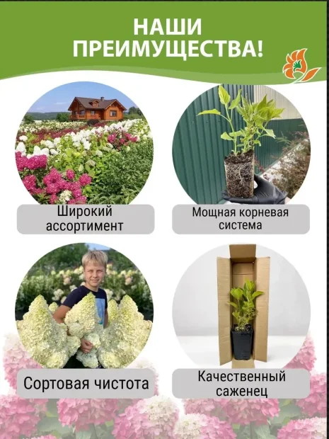 Гортензия Мэджикал Свит Саммэ (метельчатая) саженцы 