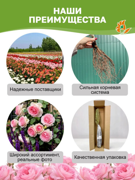 Роза многоцветковая