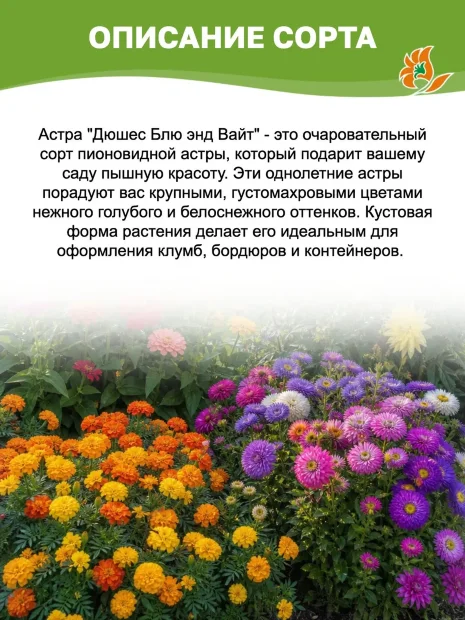 Астра пионовидная Дюшес Блю энд Вайт семена