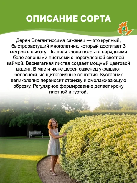 Дерен Элегантиссима (белый) саженцы 