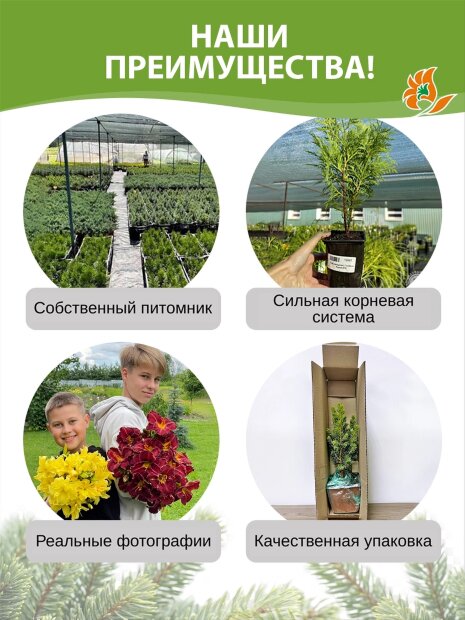 Можжевельник Хетц (виргинский)