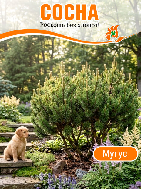 Сосна Мугус (горная)