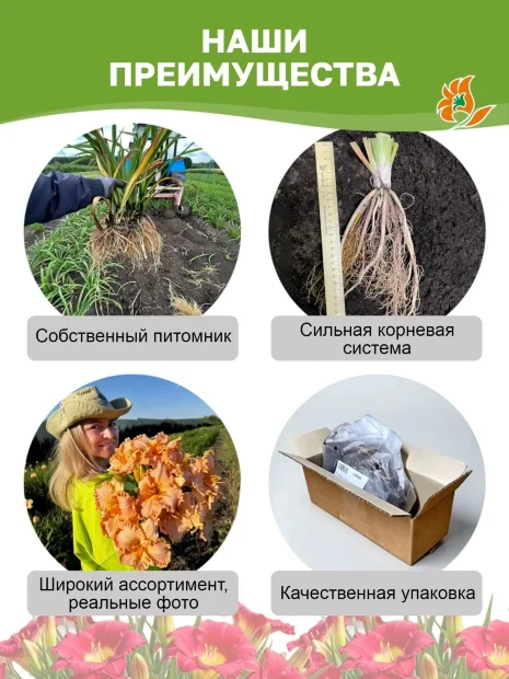 Лилейник Сьюзан Причард Петит