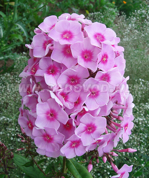 Флокс Брайт Айз