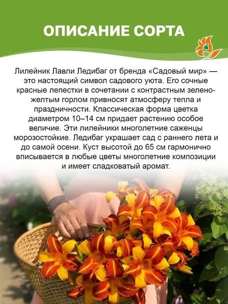 Лилейник Лавли Ледибаг