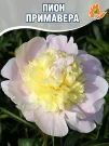 Пион Примавере (травянистый) Пион Примавере (травянистый)