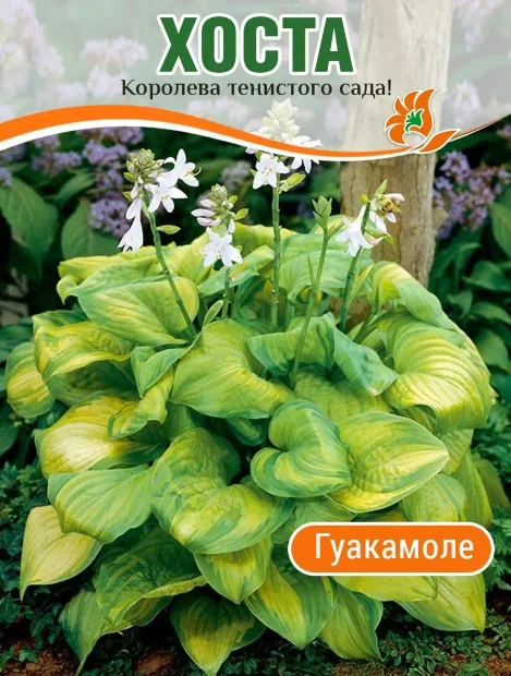 Хоста Гуакамоле (гибридная)
