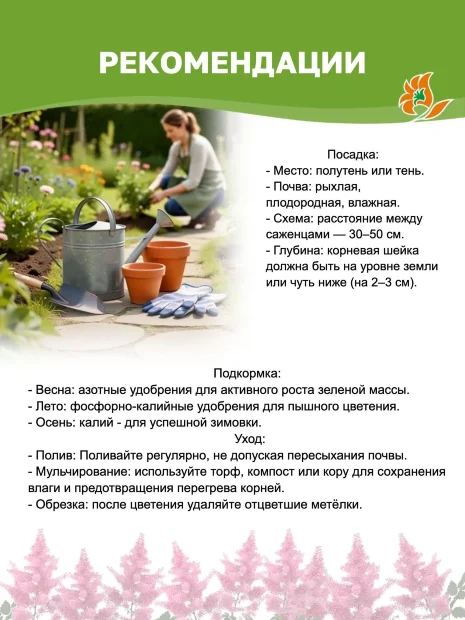Астильба Пурпуркерцэ (китайская)  