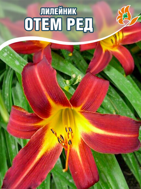 Лилейник Отем Ред