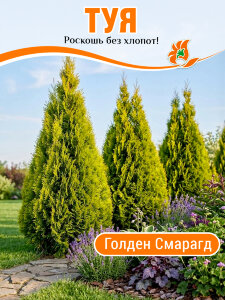 Туя Голден Смарагд (западная)