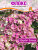 Флокс Щербет Бленд