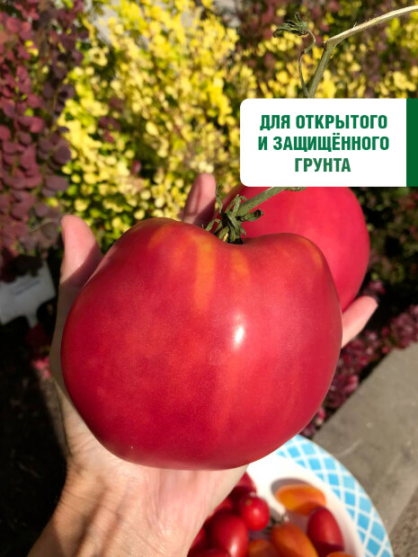Томат Сердце Сибири семена 